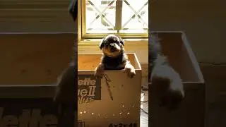 Rottweiler puppy first howl 🥰 #Shorts #rottweiler