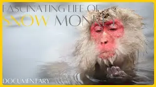 Snow Monkeys The Fascinating Life of Japan’s Winter Survivors