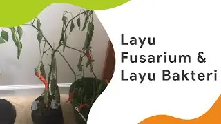 Perbedaan Layu Fusarium dan Layu Bakteri Cabe Harus Diketahui