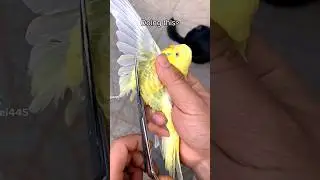 let birds be birds