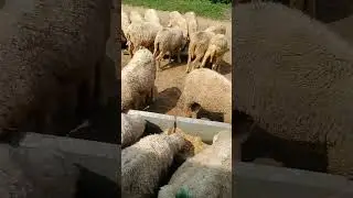 sheep farm shed design #youtubeshorts  #livestock #sheep #shorts #short