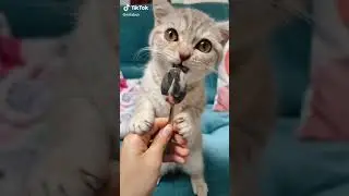 Cat: Lick This Spoon #Shorts (See Description)