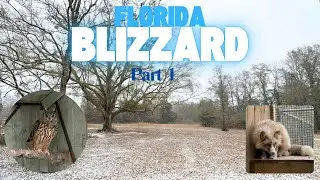 Surviving the historic Florida Blizzard at an animal sanctuary | Part 1