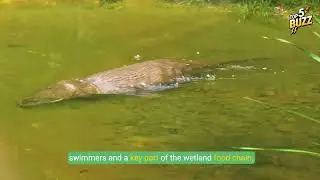 Top 5 Wild Creatures Thriving in USA's Wetlands!