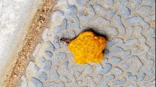 Single Ant carrying food says something| inspiration video |motivation video