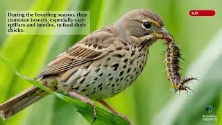 History of the Corn Bunting | Evolution INSIGHTS