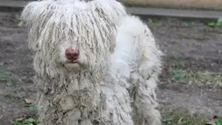 ¿Cuánto tiempo tardó limpiar a este perro?