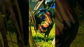 pumpkin hatch yan #rooster #chicken #ayam