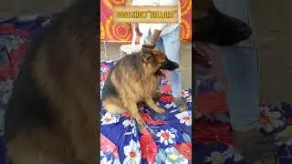 dog show #shorts #short #viral #shortvideo #dog #doglover #pets #animals #news #animallover