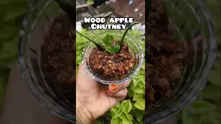 wood apple chutney :  wood apple chutney recipe #woodapple #spicy#youtubeshorts