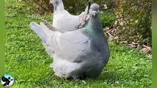 White Bar French Mondain Pigeon
