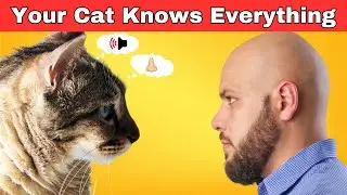 Загляните в мысли своей кошки: 9 вещей, которые ваша кошка знает о вас