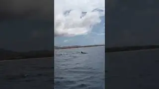 Crias de Golfinhos-cabe&ccedil;a-de-mel&atilde;o (Peponocephala electra), Ilha do Maio, Cabo Verde