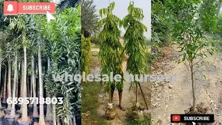 foxtail palm tree price wholesale nursery gajraula #gajraulanursery #wholesalenursery #plantnursery
