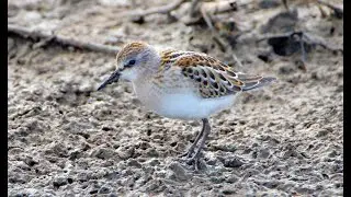 КУЛИК-ВОРОБЕЙ (Calidris minuta)