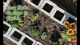 Easy Herbs To Grow In Florida