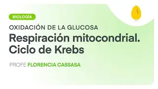 Respiración mitocondrial. Ciclo de Krebs | Biología | Oxidación de la glucosa | V4 | Egg Educación