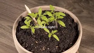 Sprout World, Short timelapses with growing tomato pencil - with text - 2020