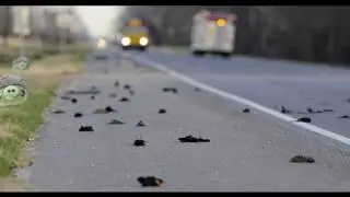 The Real Reason For Mass Bird Deaths!!! (1.7.11)