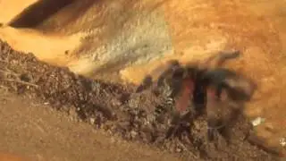 Mexican Fireleg Tarantula vs. cricket