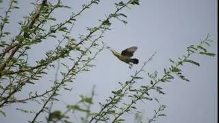 sunbird in flight
