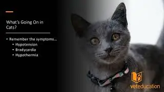 The Emergency Cat - 10 Things You Should Know