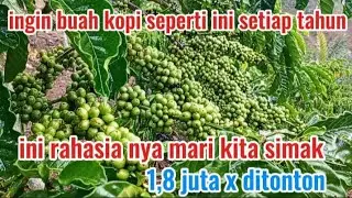 review beberapa jenis klon unggulan dan spil penyetabil buah kopi melalui sambungan dahan