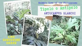 Antipolo|Tipolo | Artocarpus blancoi | Endemic tree of the Philippines|Native tree of the Philippine