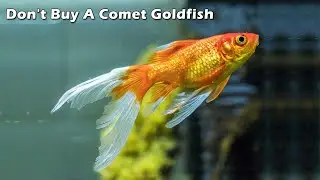 Don't Buy A Comet Goldfish Unless You Watch This / Comet Goldfish