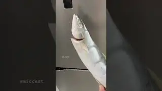 Japanese amberjack or yellowtail fish