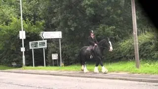 GUINESS 16HH SHIRE X IRISH DRAFT GELDING AGE 7