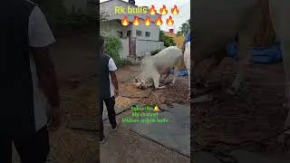 #Rk bulls#Rk bulls triending video #Rk bulls updatevideo #subscribe my channel
