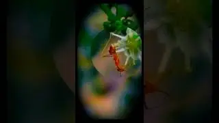 In to Epic Universe #macro_world #macro_videogravideography #nature #naturelovers