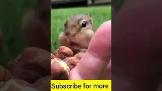 Squirrel funny food eating comedy video😀🐿️🐿️