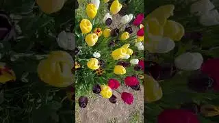 #tulipfarm