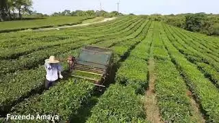 Fazenda Amaya Registro SP - Planta&ccedil;&atilde;o de Ch&aacute; (camellia sinensis)