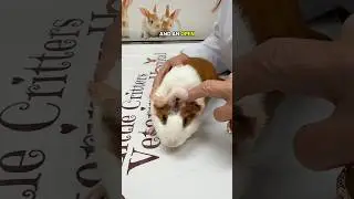 This Guinea Pig's Lump Revealed a Common Problem #guineapig