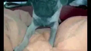 Biggie Pug's freak out