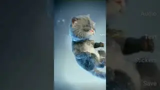 rat and cats friend ship