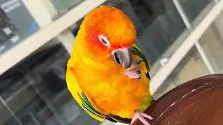 Parrot Julie is eating almond 