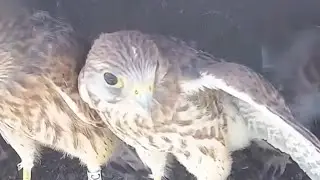 Mother Bird Feeding Her Baby Birds in the Nest | Beautiful Bird Life & Nature Review 