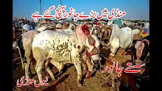 Mandi me Bare Janwaer punch gai | Neval Mandi | Mandi 2023| Digital Shine Vlogs
