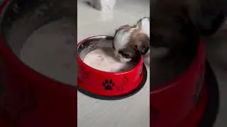 Most hungry dog eating food so fast