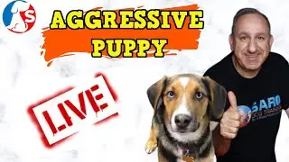 Aggressive Puppy Biting and Growling - Live Q&A
