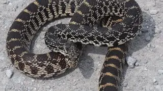 Bullsnake hissing at me (Pituophis catenifer sayi)