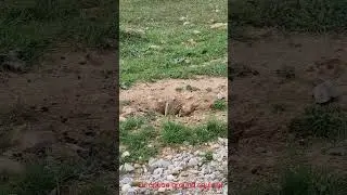 European ground squirrel in hole