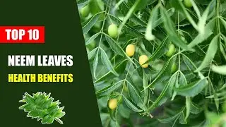 Benefits of Neem Leaves &ndash; Top 10 Uses of Neem Leaves for Skin and Hair