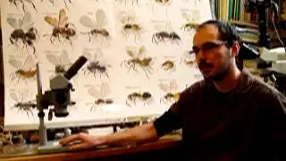Entomologist, Chalcidologist Petr Jansta Talks about Unique Chalcid Wasps (Hymenoptera)