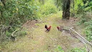 Pikat ayam hutan anak muda good job PETROL#TGSpikatlaga#gengpikatlaga#senilapis 24.8.2025