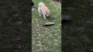 #dog #fuunydog #scared #doglover #fun #akita ##hugo #dogvideos